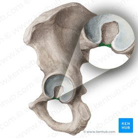 Acetabular notch of hip bone (Incisura acetabuli ossis coxae); Image: Liene Znotina