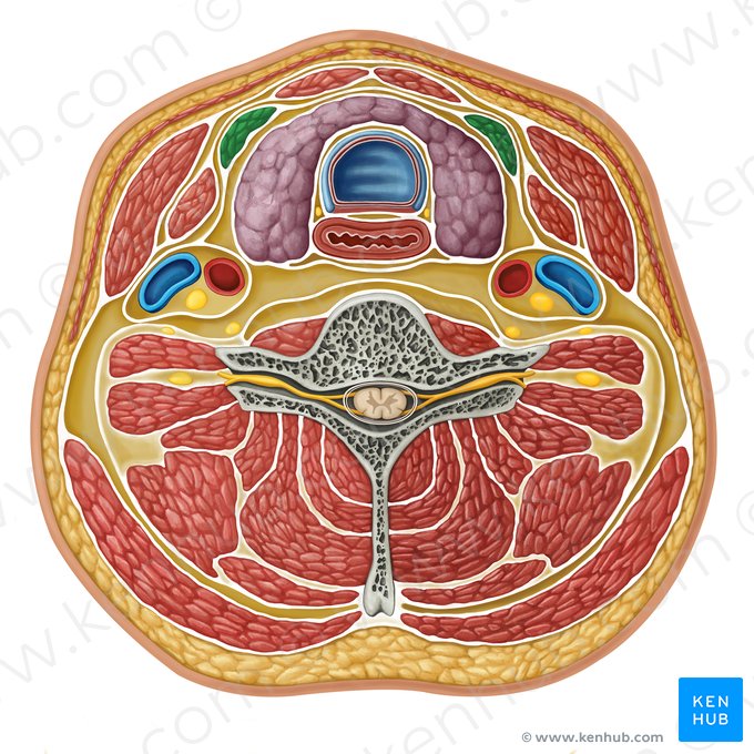 Musculus sternothyroideus (Brustbein-Schildknorpel-Muskel); Bild: Irina Münstermann