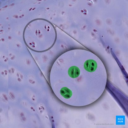Isogenous group of chondrocytes (Aggregatio isogenica chondrocyti); Image: 