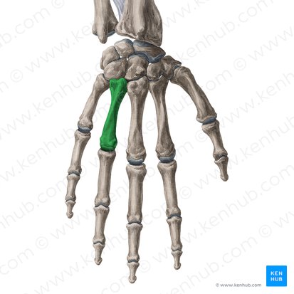 4.º metacarpal (Os metacarpi 4); Imagem: Yousun Koh