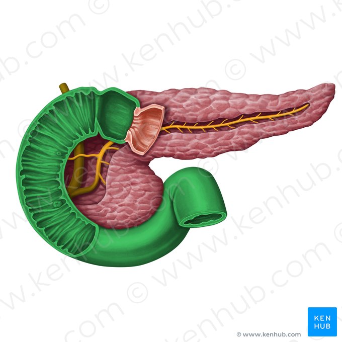 Duodeno (Duodenum); Imagem: Irina Münstermann