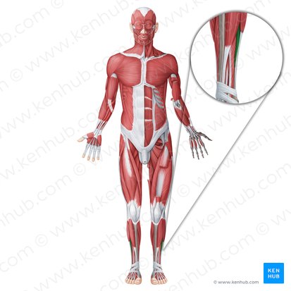 Músculo fibular curto (Musculus fibularis brevis); Imagem: Irina Münstermann