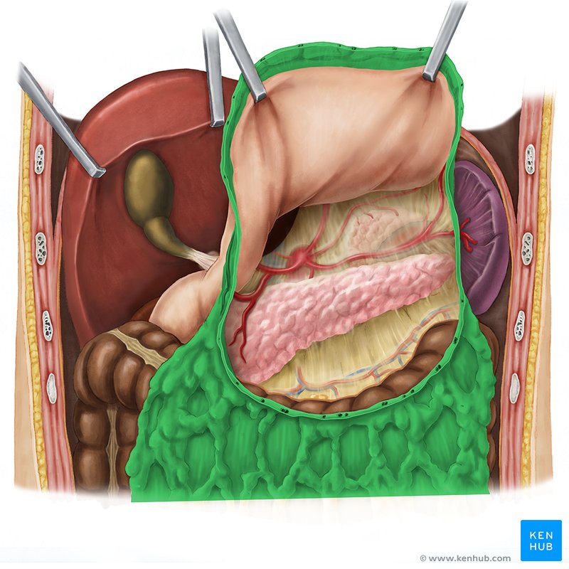 Omentum majus (großes Aufbau, Lage, Funktion Kenhub