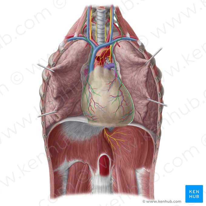 Nervo frênico (Nervus phrenicus); Imagem: Yousun Koh