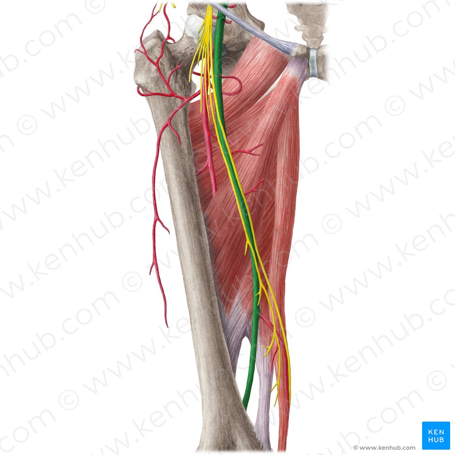 Arteria femoralis Anatomie, Verlauf + Femoralispuls Kenhub