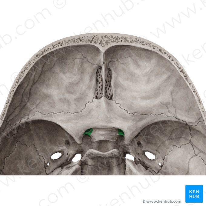 Canal óptico (Canalis opticus); Imagem: Yousun Koh