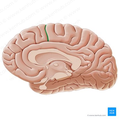 Surco paracentral (Sulcus paracentralis); Imagen: Paul Kim