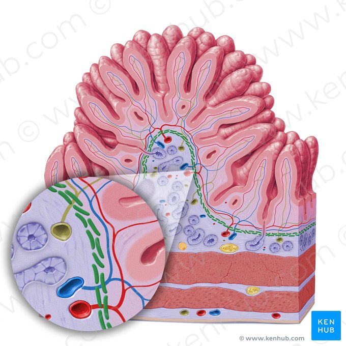 Lâmina muscular da mucosa (Lamina muscularis mucosae); Imagem: Paul Kim