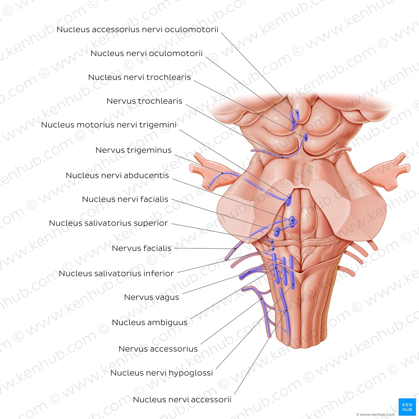 Nervus glossopharyngeus   Anatomie und Klinik   Kenhub