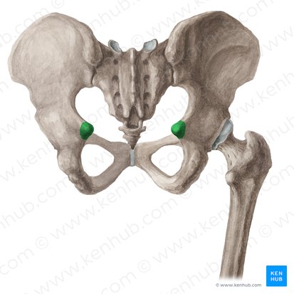 Pelve: Anatomia, ossos, ligamentos