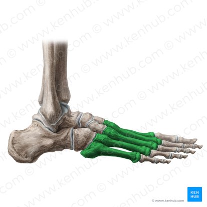 Ossa metatarsi (Mittelfußknochen); Bild: Liene Znotina
