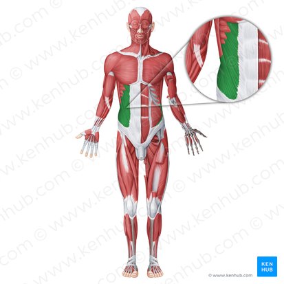 External abdominal oblique muscle (Musculus obliquus externus abdominis); Image: Irina Münstermann