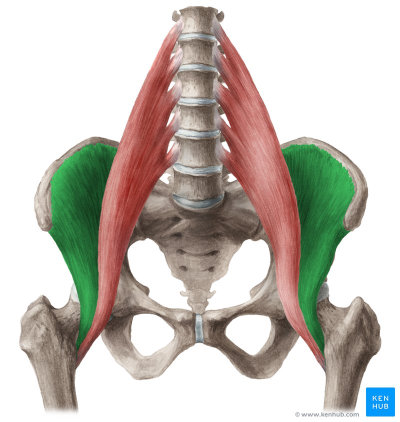 Iliacus muscle