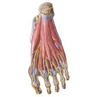 Artérias e nervos do pé