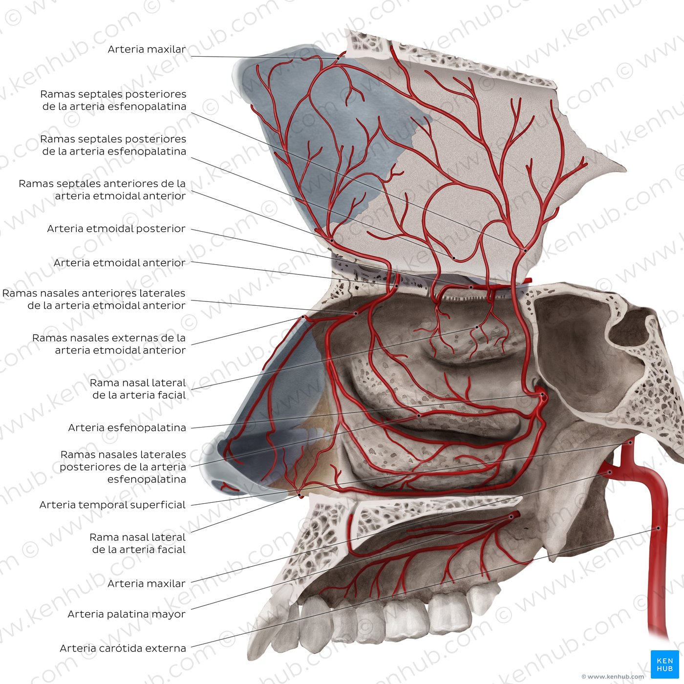 Vasos sanguíneos de la cavidad nasal