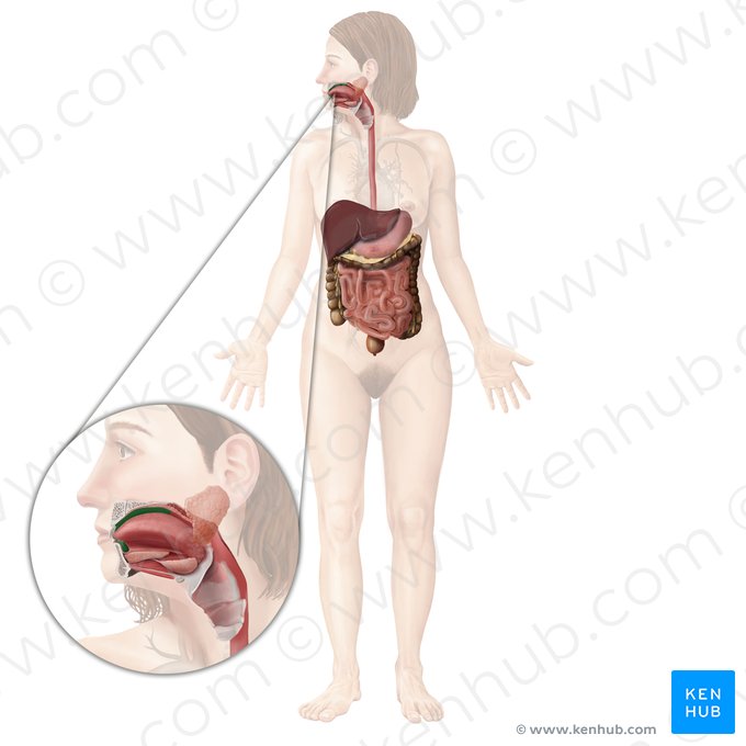 Oral cavity proper (Cavitas propria oris); Image: Begoña Rodriguez