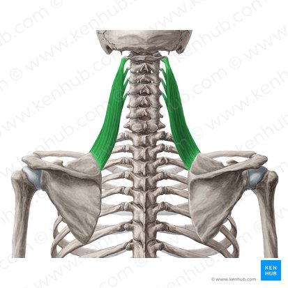 Músculo elevador de la escápula (Musculus levator scapulae); Imagen: Yousun Koh