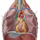 Vena cava superior