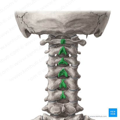 Procesos espinosos de las vértebras C1-C6 (Processus spinosi vertebrarum C1-C6); Imagen: Yousun Koh
