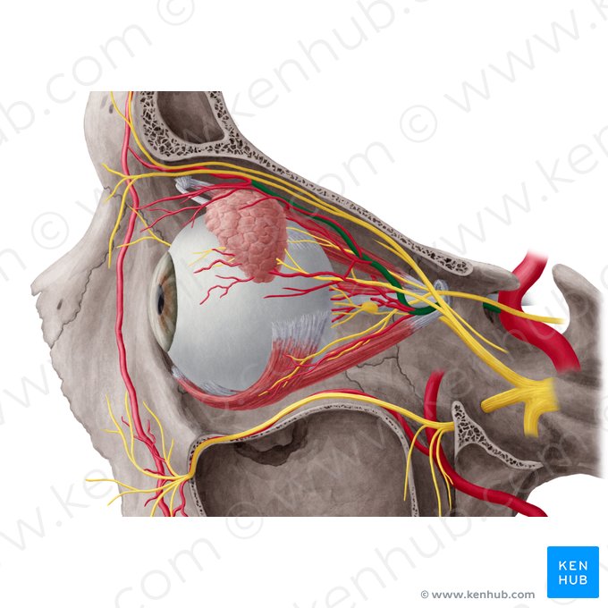 Arteria ophthalmica (Augenarterie); Bild: Yousun Koh