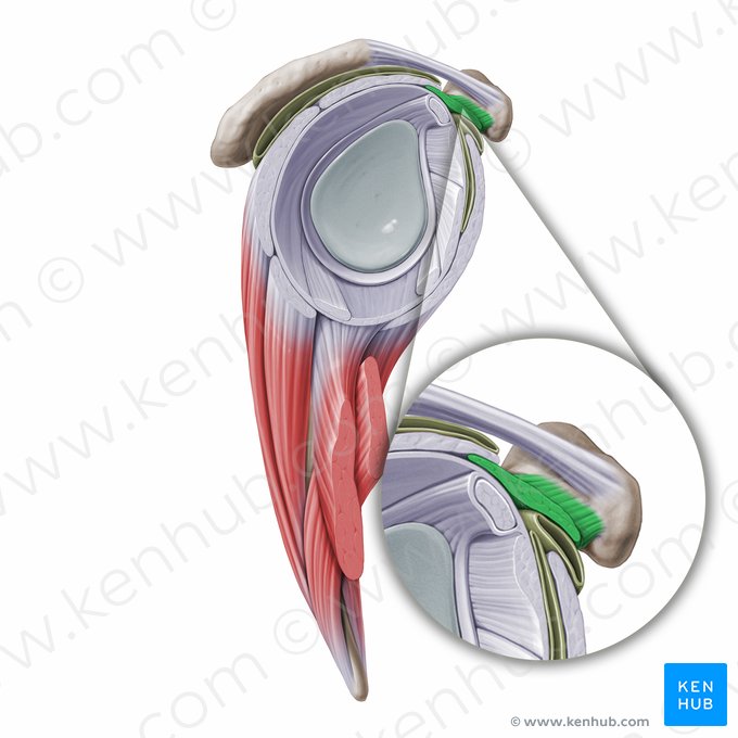 Ligamentum coracohumerale (Korakohumeralband); Bild: Paul Kim