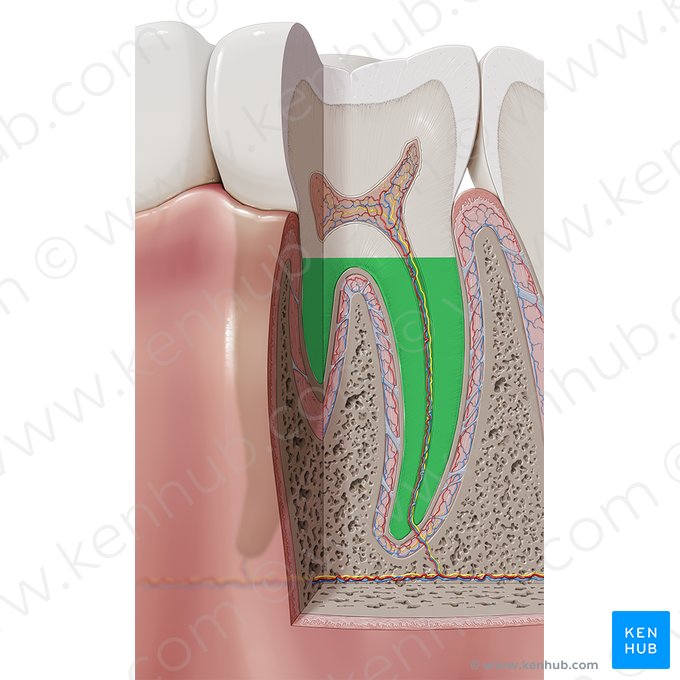 Raiz do dente (Radix dentis); Imagem: Paul Kim