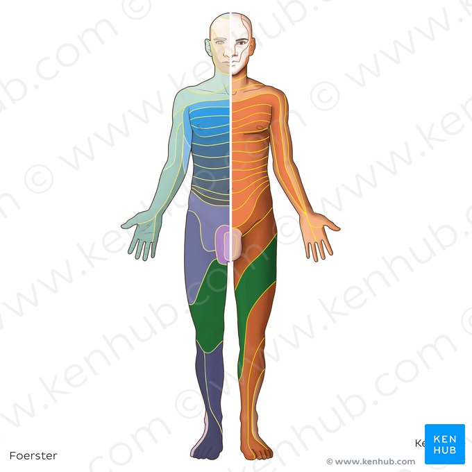 L3 dermatome (Dermatoma L3); Image: Irina Münstermann