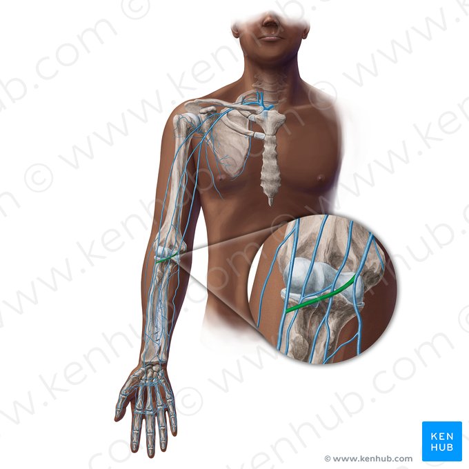 Veia cubital mediana (Vena mediana cubiti); Imagem: Paul Kim