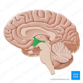 Hypothalamus; Image: Paul Kim