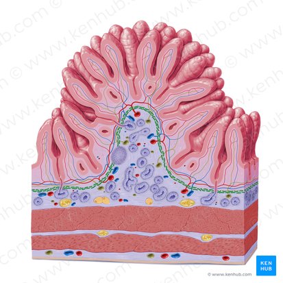 Muscularis mucosae (Lamina muscularis mucosae); Image: Paul Kim