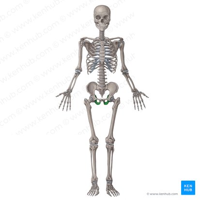 Ischium (Os ischii); Image: Irina Münstermann