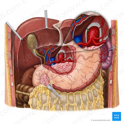 Artéria frênica inferior direita (Arteria phrenica inferior dextra); Imagem: Irina Münstermann