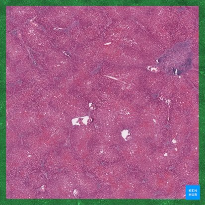 Liver (Hepar); Image: 
