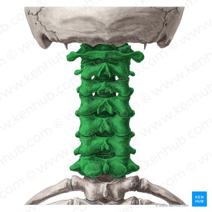 Vértebras cervicales (Vertebrae cervicales); Imagen: Yousun Koh