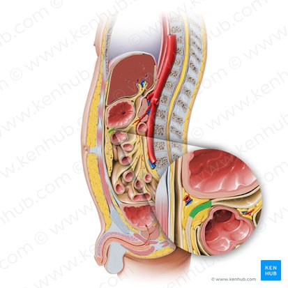 Ligamento gastrocólico (Ligamentum gastrocolicum); Imagen: Paul Kim