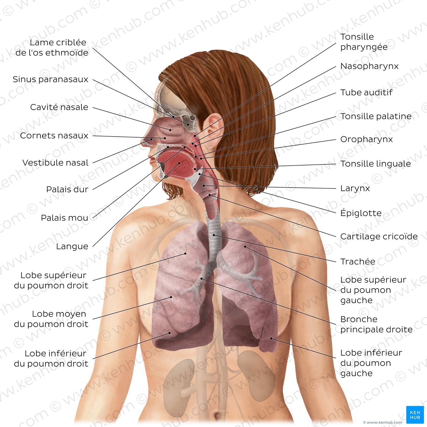 Système respiratoire