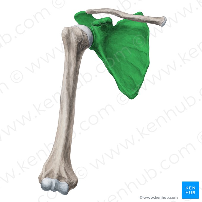 Escápula (Scapula); Imagem: Yousun Koh