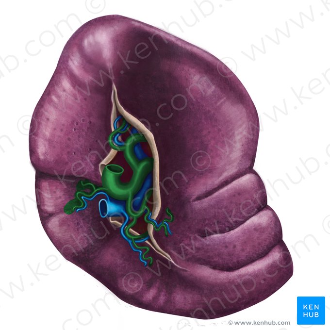 Arteria splenica (Milzarterie); Bild: Irina Münstermann