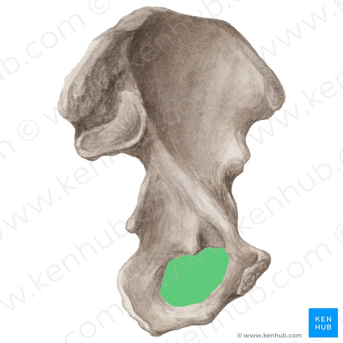 Foramen obturateur de l'os coxal (Foramen obturatum ossis coxae); Image : Liene Znotina