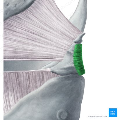 Músculo aritenóideo transverso (Musculus arytenoideus transversus); Imagem: Yousun Koh