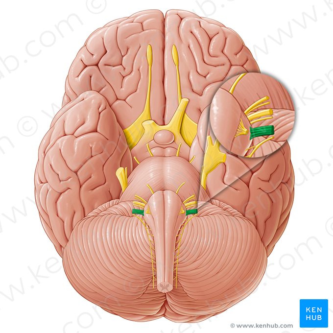 Vagus nerve (Nervus vagus); Image: Paul Kim