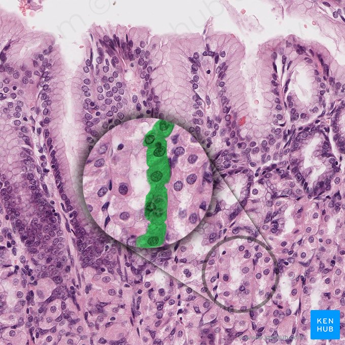 Células mucosas do pescoço (Exocrinocytus cervicalis); Imagem: 