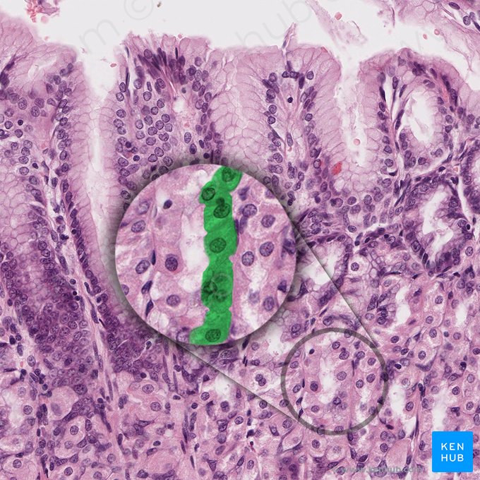 Célula mucosa del cuello (Exocrinocytus cervicalis); Imagen: 