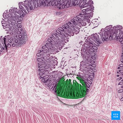 Mucosa (Tunica mucosa); Imagen: 