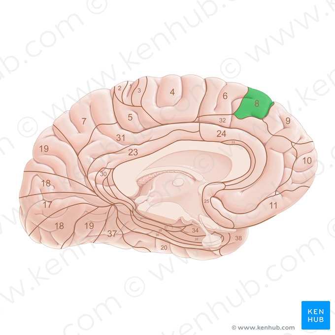 Area Brodmann 8 (Brodmann-Areal 8); Bild: Paul Kim