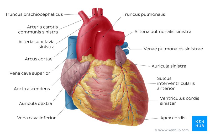 Übersicht über das Herz mit Beschriftung von anterior (Herz PDF Download unten)