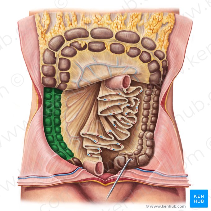 Colon ascendente (Colon ascendens); Imagen: Irina Münstermann