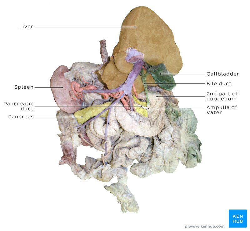 Liver and other abdominal viscera in a cadaver seen from a posterior view