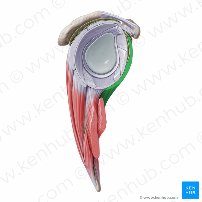 Músculo subescapular (Musculus subscapularis); Imagen: Paul Kim