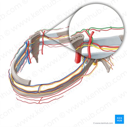 Ramus cutaneus anterior nervi intercostalis (Vorderer Hautast des Zwischenrippennervs); Bild: Paul Kim